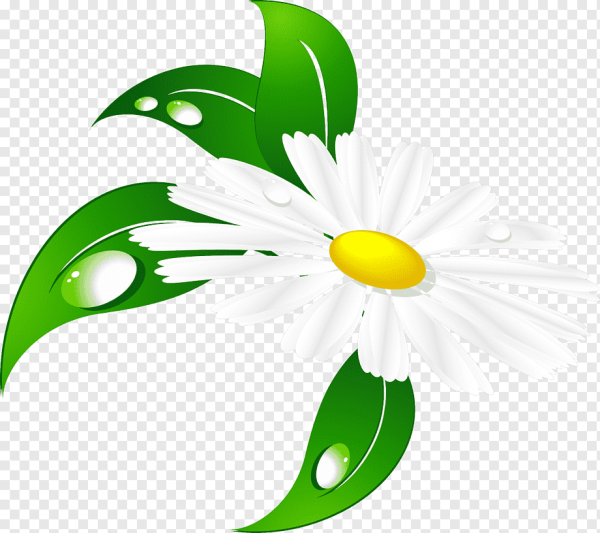 Ромашка на прозрачном