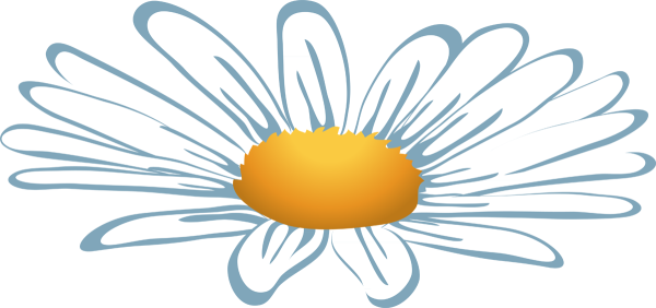 Красивые ромашки на белом фоне