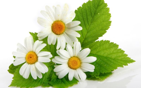 Ромашка без фона