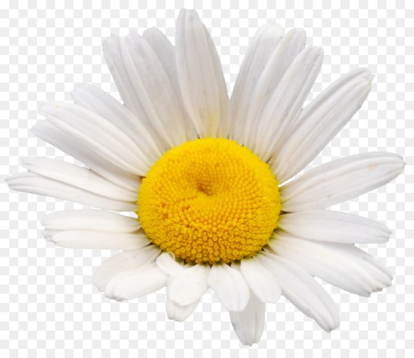 Ромашка вектор