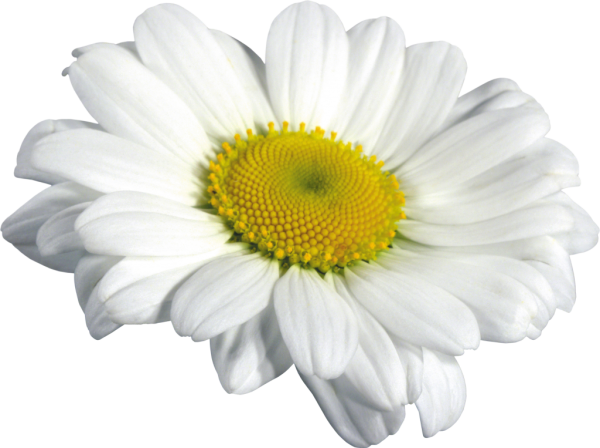 Ромашка цветы