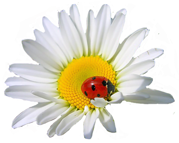 Клипарт ромашки на прозрачном фоне