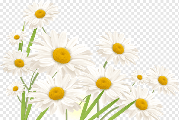 Полевые цветы на белом фоне