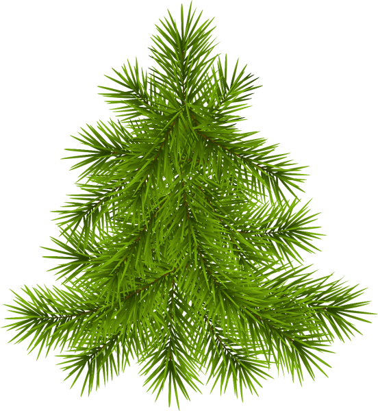 Елка пихта сосна