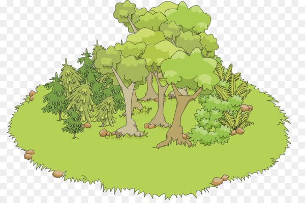 Лес из сказки