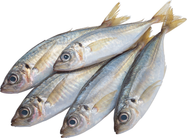 Обыкновенная ставрида