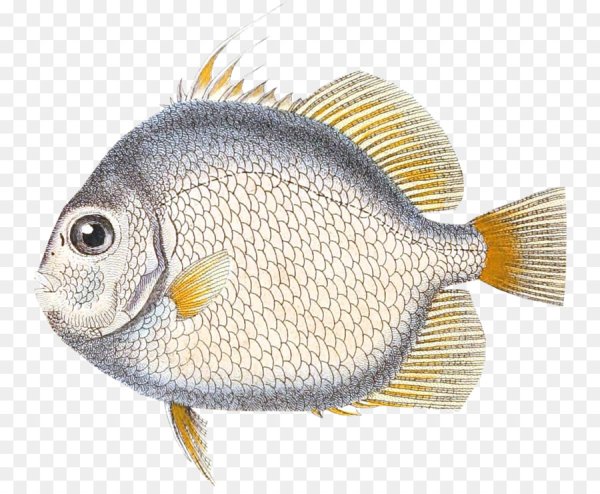 Тилапия морской карась