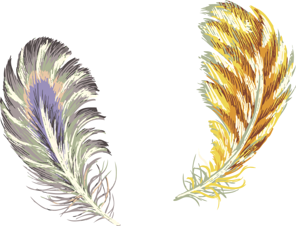 Птичье перо на прозрачном фоне