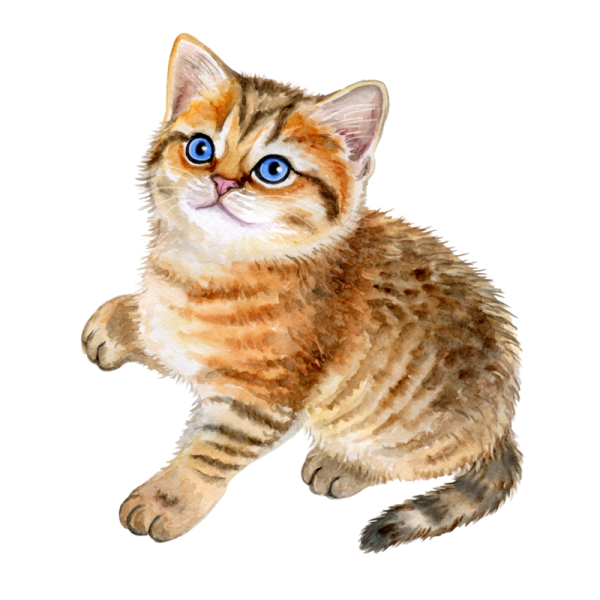 Кошка клипарт на прозрачном фоне