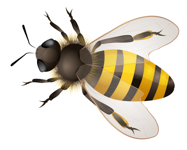 Пчела вид сверху