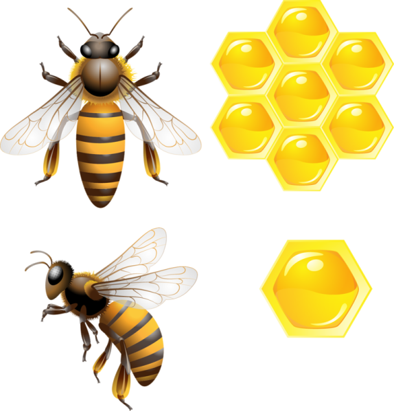 Пчела на белом фоне