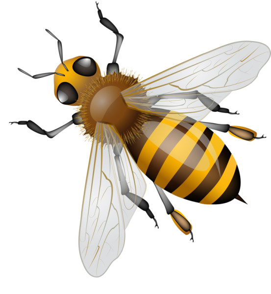 Пчела вид сверху