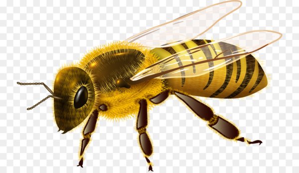 Пчелы мультяшные