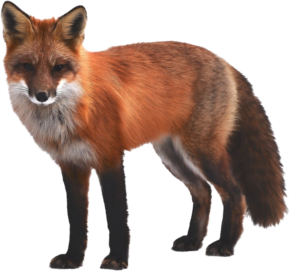 Животные без фона