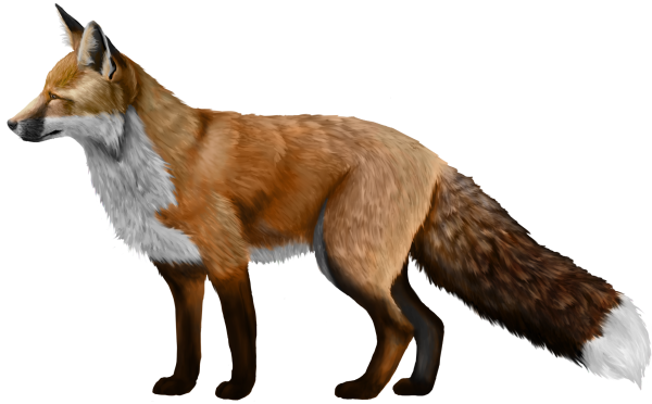 Лиса на прозрачном фоне