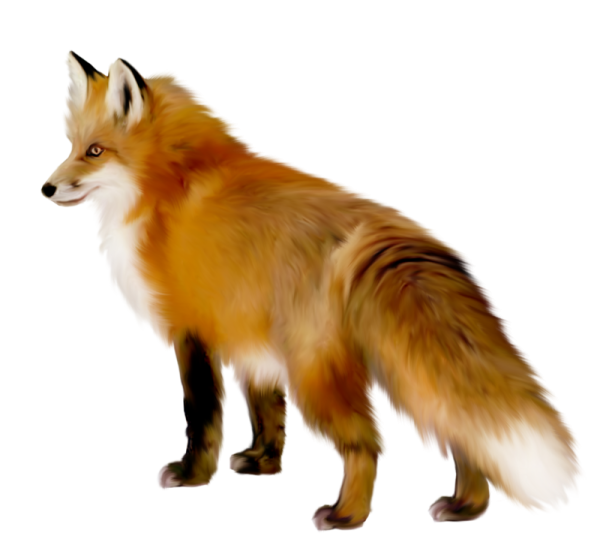 Лесные животные на белом фоне