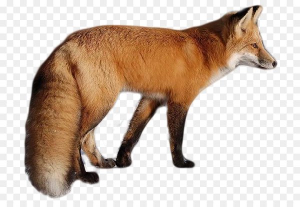 Лисы на белом фоне