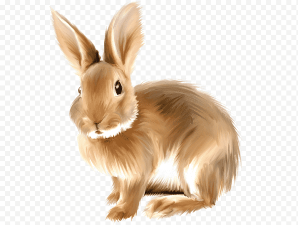 Заяц на прозрачном фоне