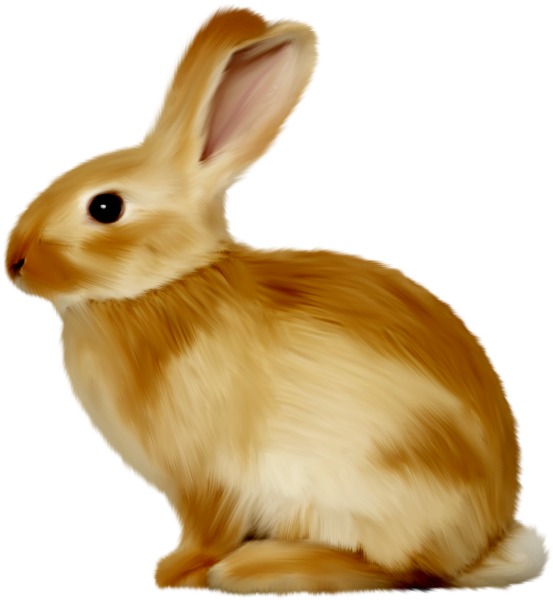 Рэббит заяц