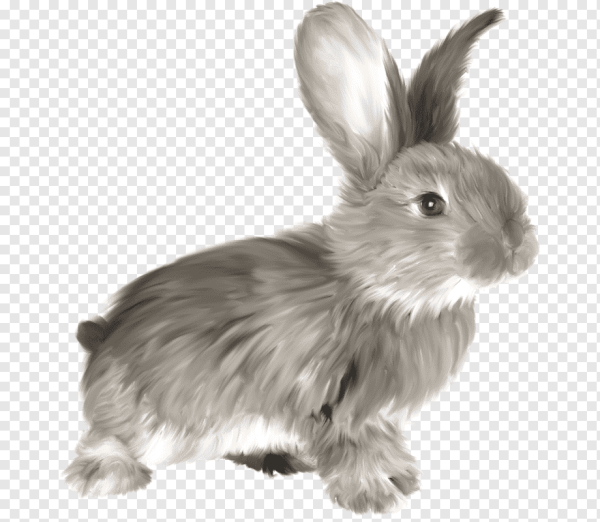 Заяц серый для детей