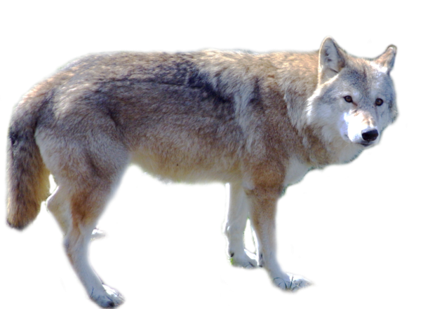 Волк на белом фоне