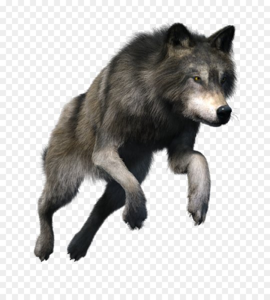 Волк на белом фоне