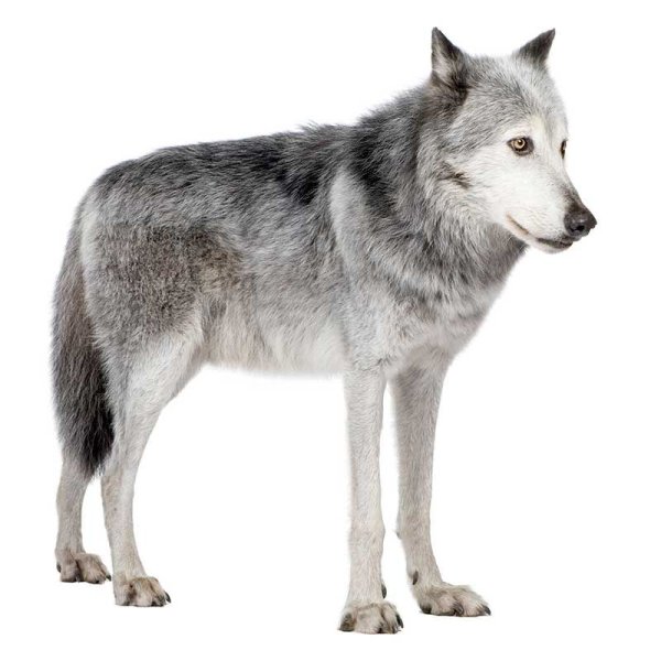 Волк серый