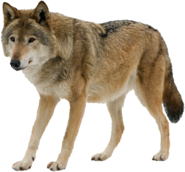 Волк на белом фоне