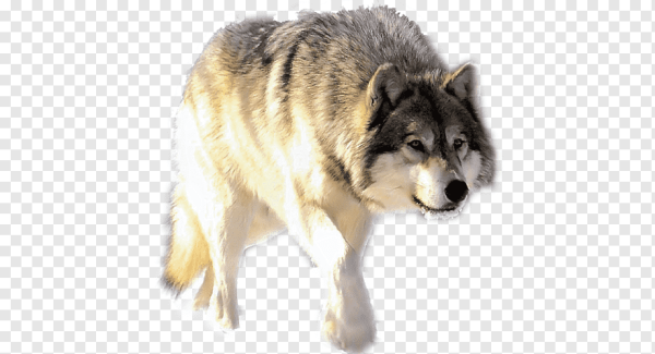 Волк на белом фоне