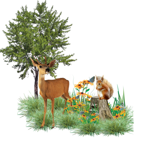 Жители леса на прозрачном фоне