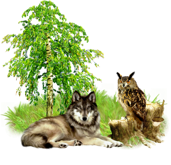 Животные леса на белом фоне