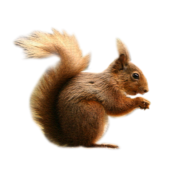 Животные без фона