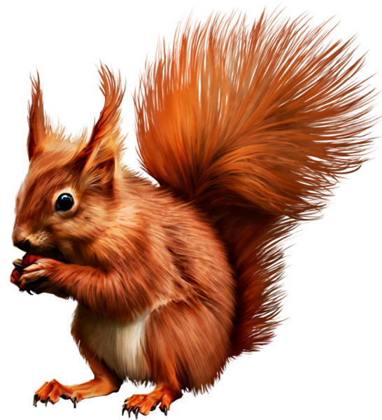Белочка клипарт