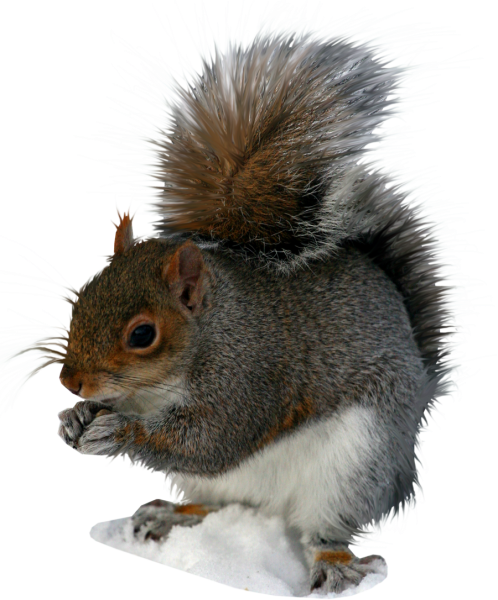 Белка на прозрачном фоне