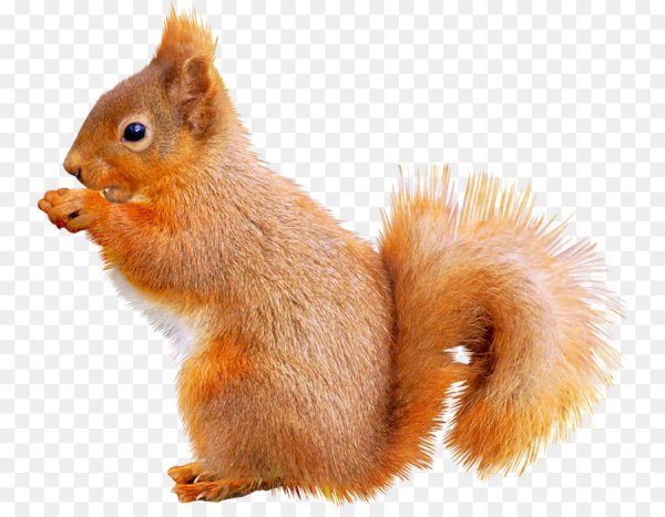 Белки на белом фоне