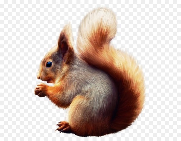 Белочка на белом фоне