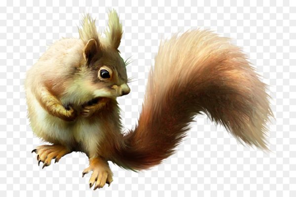 Белка на прозрачном фоне
