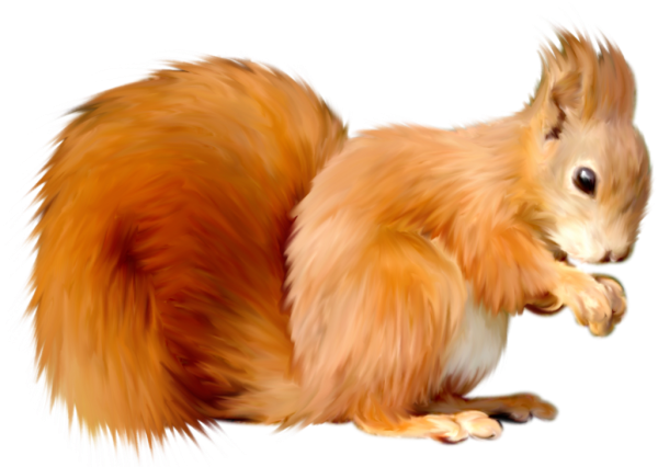 Белка на белом фоне