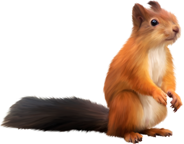 Белка на прозрачном фоне