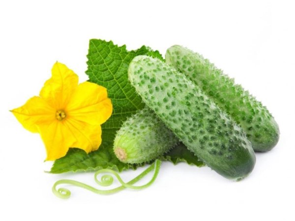 Огурцы Кураж пупырчатые