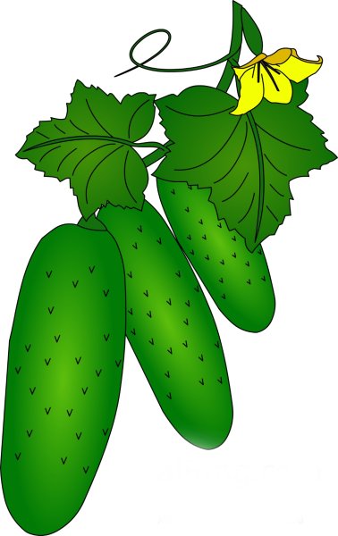 Огурец для детей