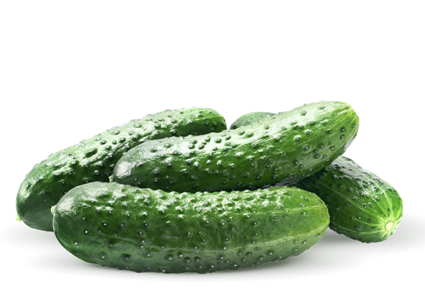 Огурец саламандра f1