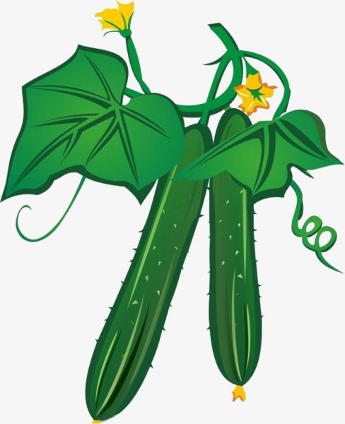 Огурец иллюстрация