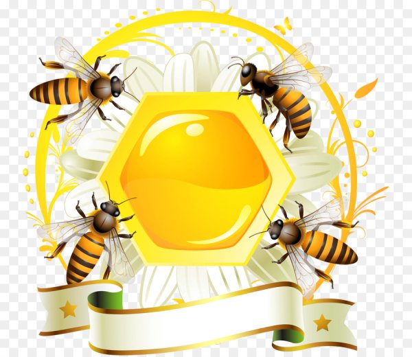 Банка меда на прозрачном фоне