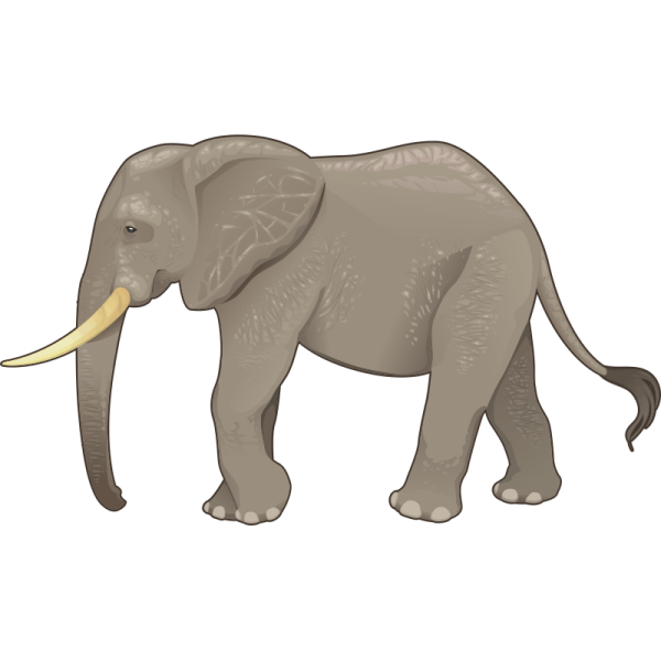 Слон вид сбоку