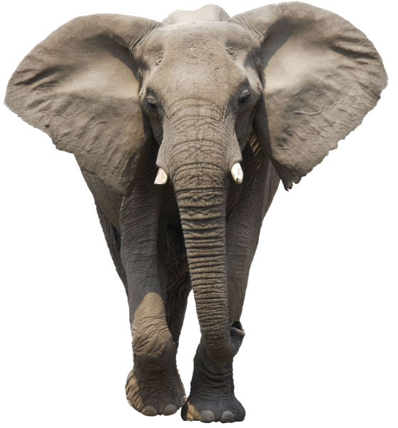 Слон мультяшный