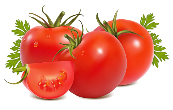 Томат вектор