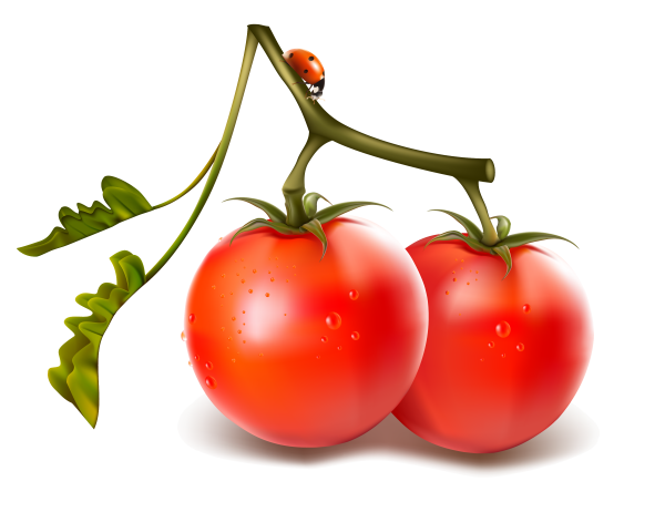 Овощи клипарт