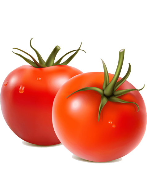 Томат вектор
