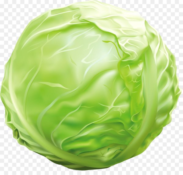 Овощи капуста